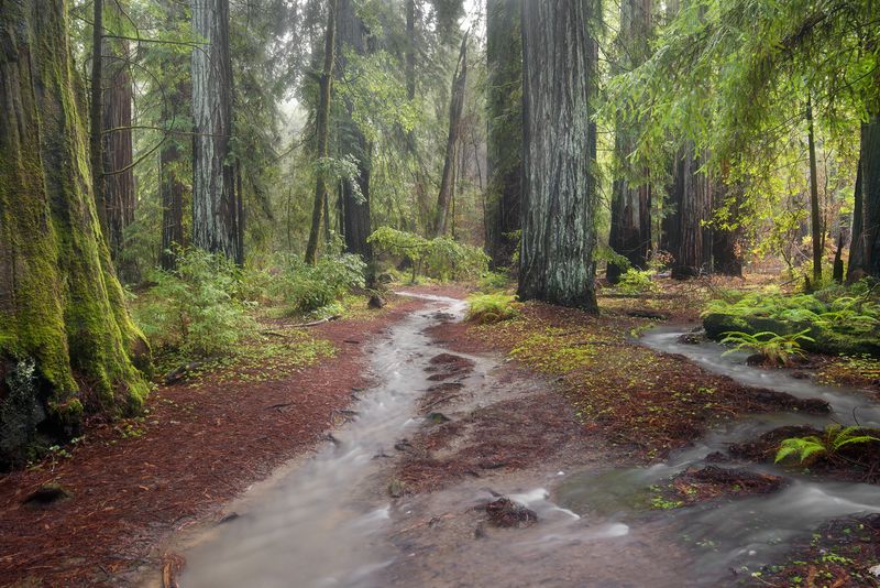 Montgomery Woods State Natural Reserve