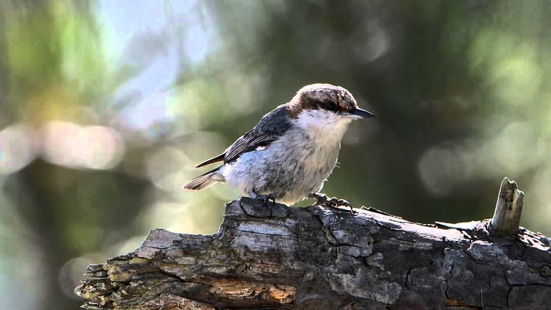 Premier Birdwatching Destination Year-Round