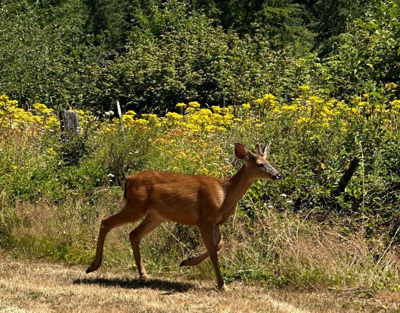 Wildlife on the Prairie