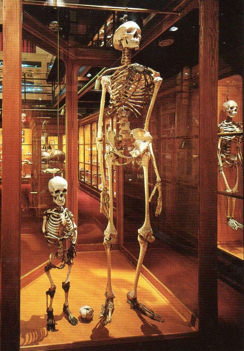 The Tallest Human Skeleton in North America