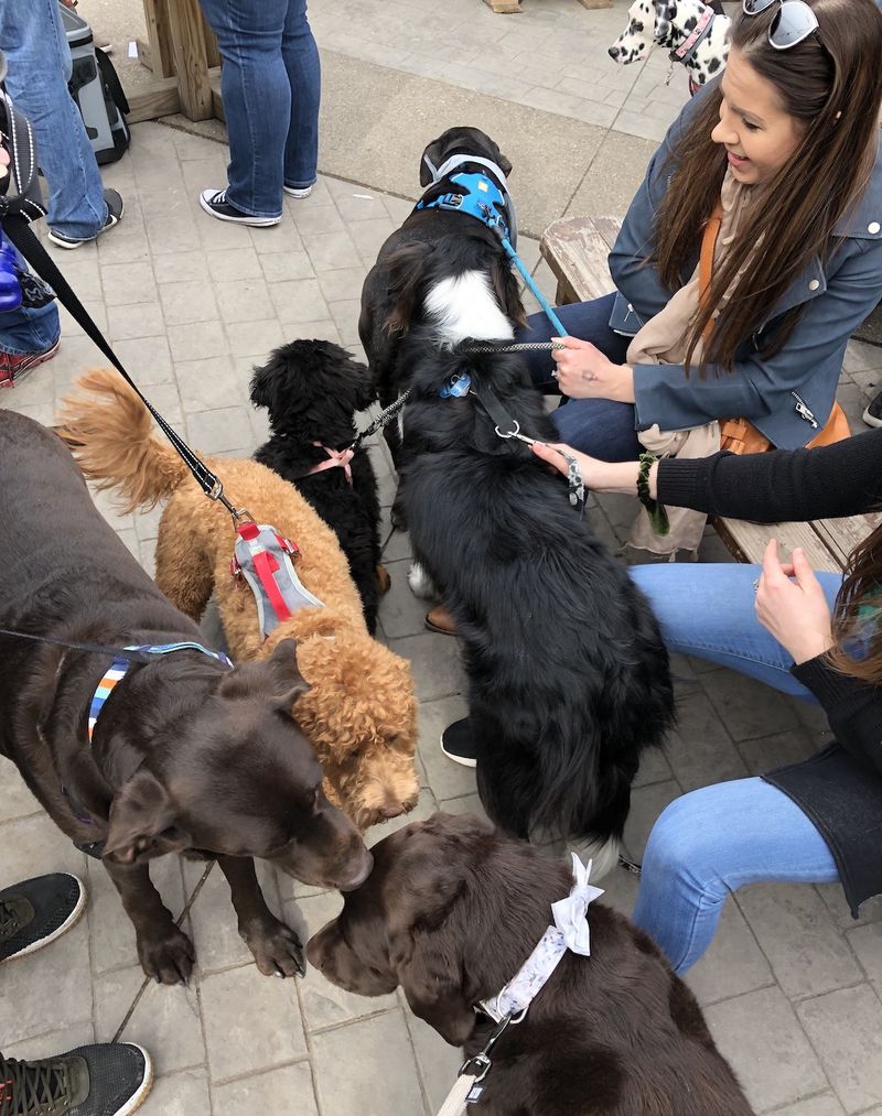 Four-Legged Friends Welcome During Shopping Trips