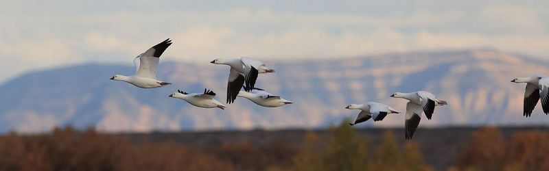 Birdwatchers Find Paradise Along Ancient Migration Routes