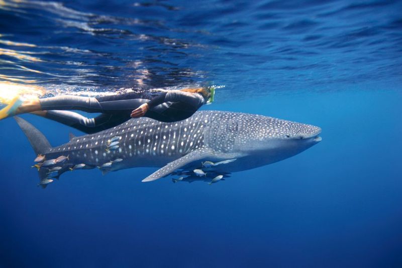 The Ningaloo Reef (WA)