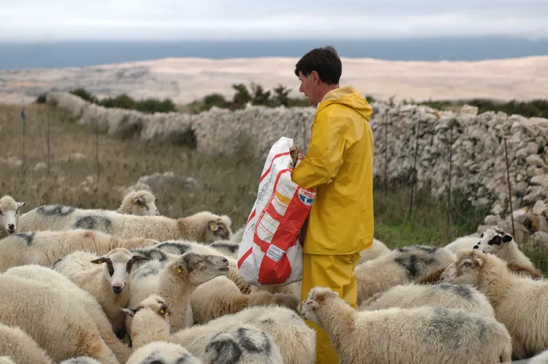 Pag Lamb