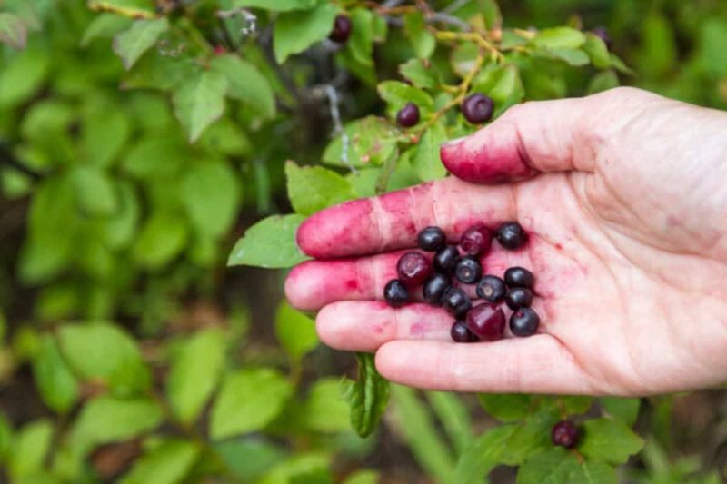 Wild Mountain Berries Make All the Difference