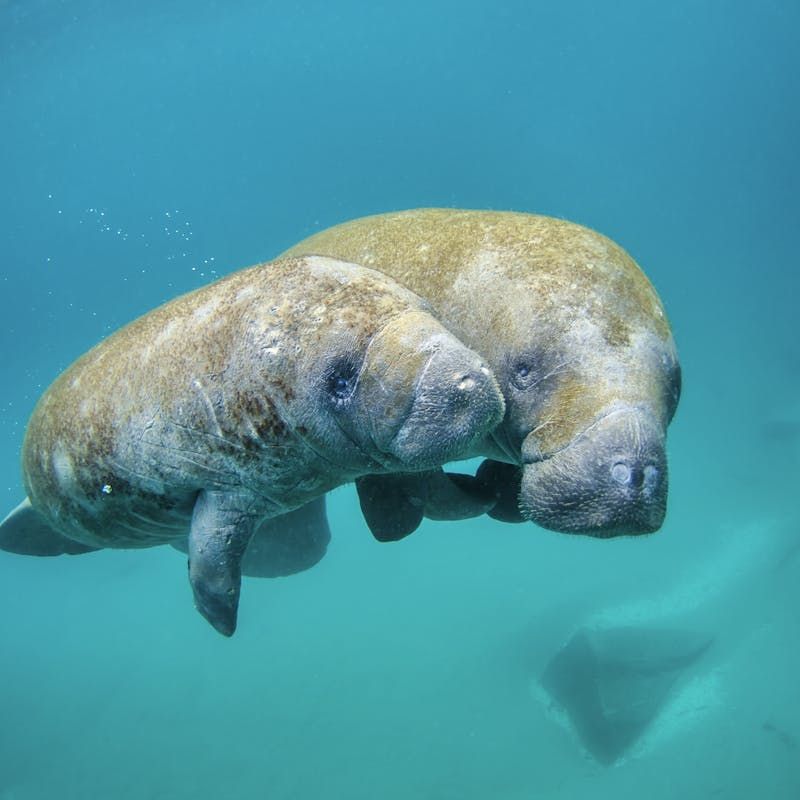 Spot Amazing Wildlife Throughout the Waters