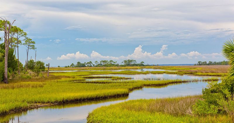 Wings and Wildlife: Great Florida Birding Trail