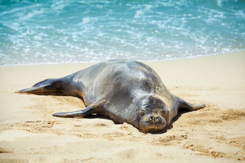 Touching Sea Turtles or Monk Seals