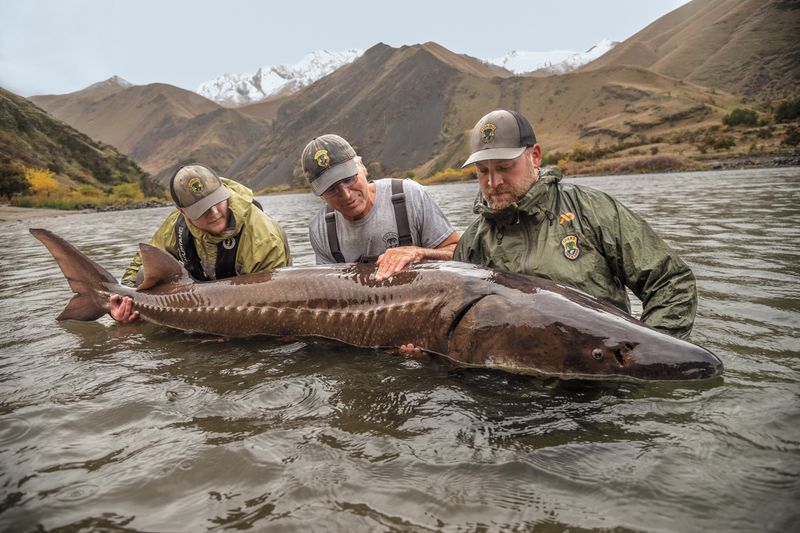 Ancient Fish Hold the Secret