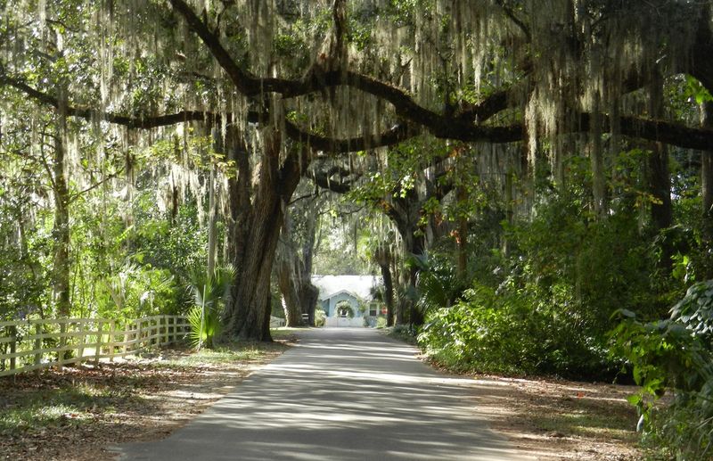 The Streets Are Lined With Ancient Oaks