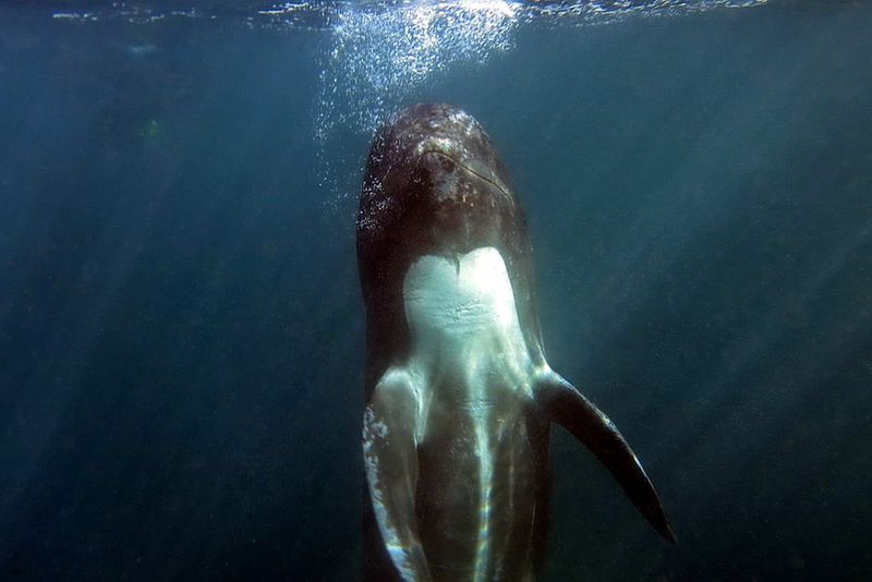 Whale Meat