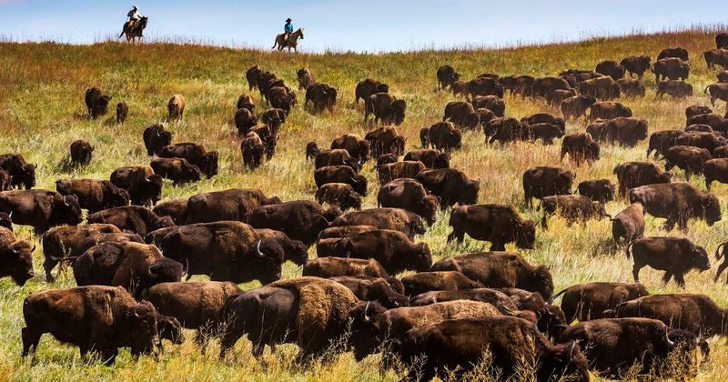 Custer State Park Wildlife Loop