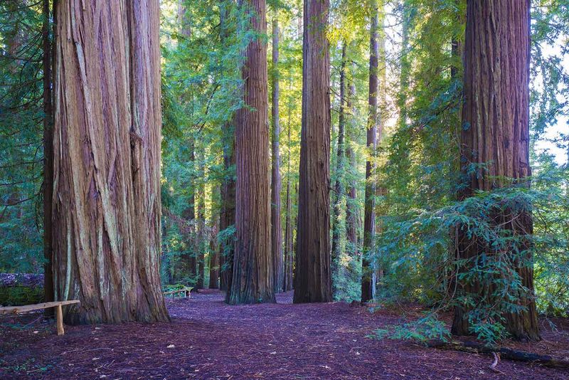 Smithe Redwoods State Nature Preserve