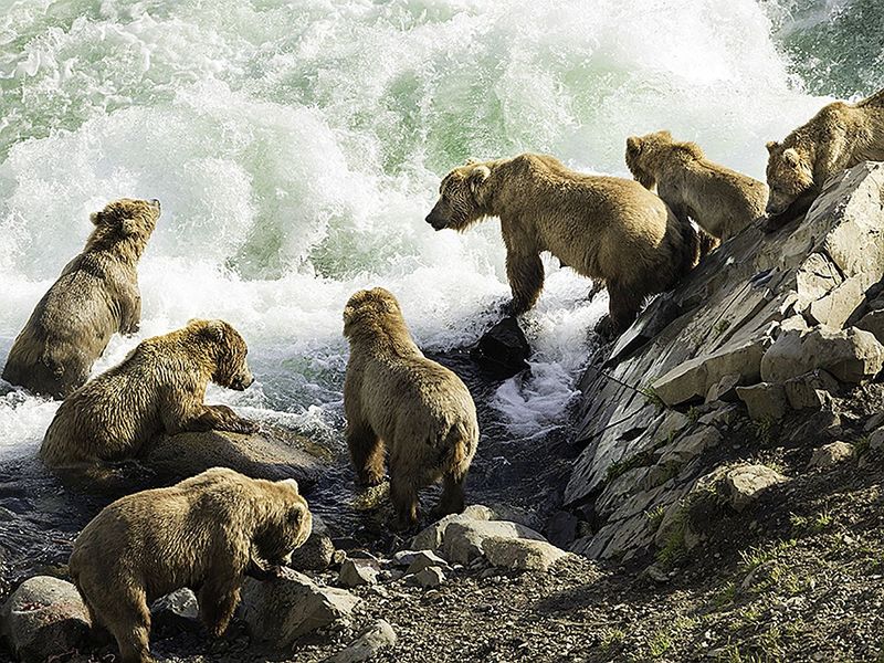 Wild Neighbors in Nature