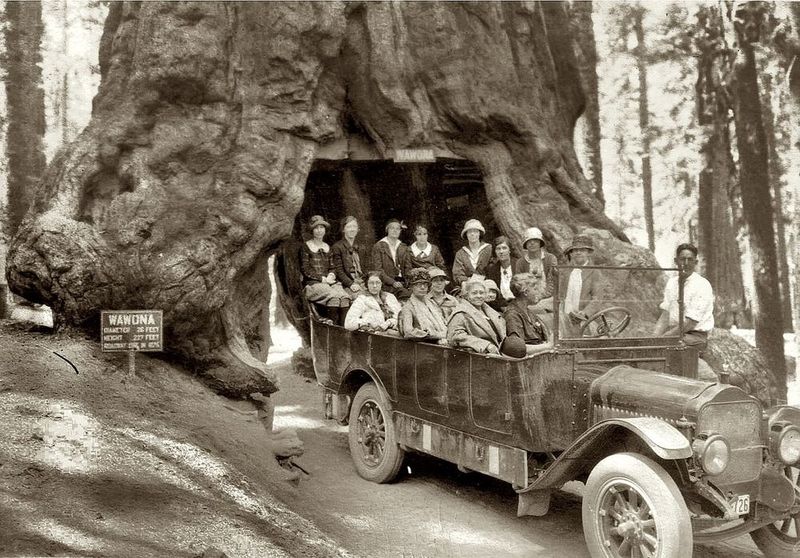 Historic Trend of Tunnel Trees