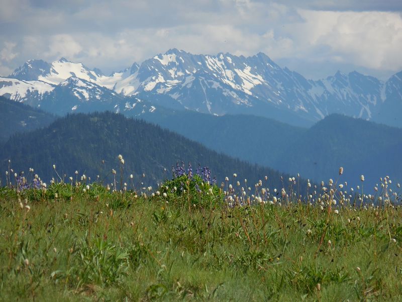 Hurricane Ridge Picnic Area