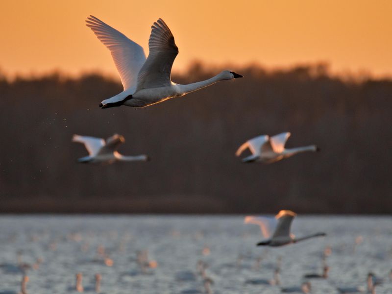 Pungo Lake