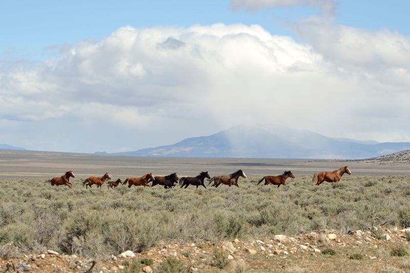 Spot Wild Horses Roaming Free