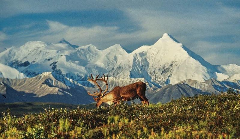 Denali Wilderness, Alaska