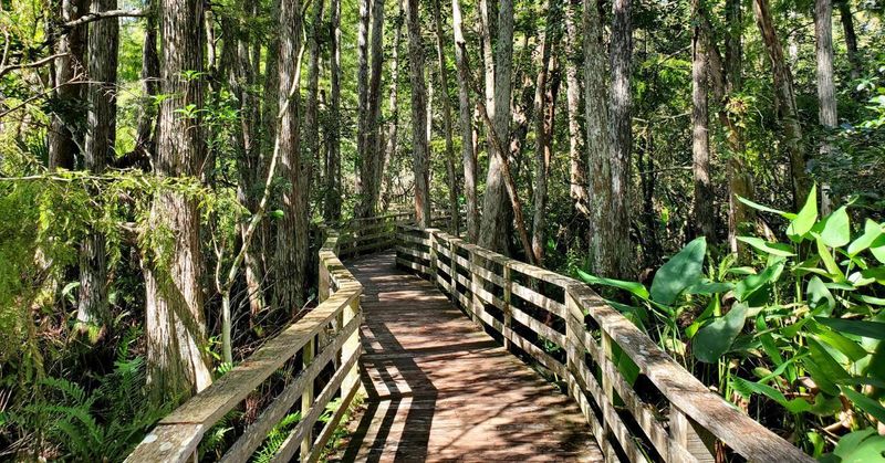 Corkscrew Swamp Sanctuary - Ancient Cypress Cathedral