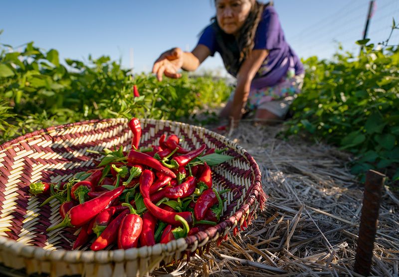 Fresh Ingredients from Local Farms
