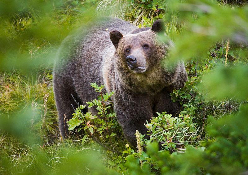 Berry Season Bonanza: Late July to August Bear Feeding Frenzy