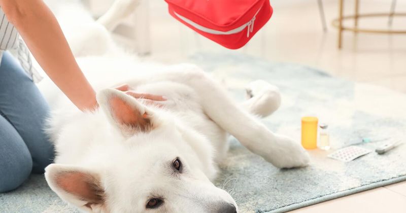 Prepare Emergency Plans and Veterinary Contacts