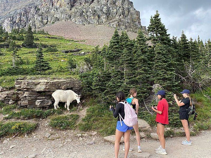 Family-Friendly Logan Pass: Easy Mountain Goat and Sheep Viewing