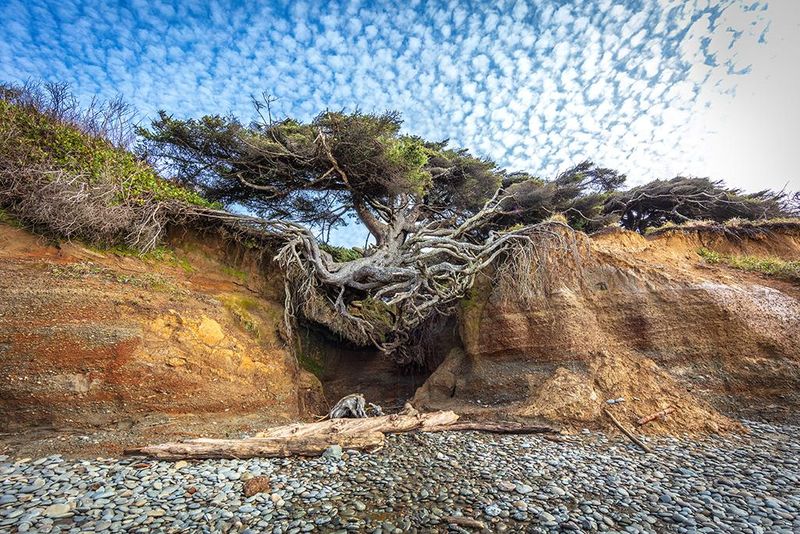 Kalaloch Beach, Washington