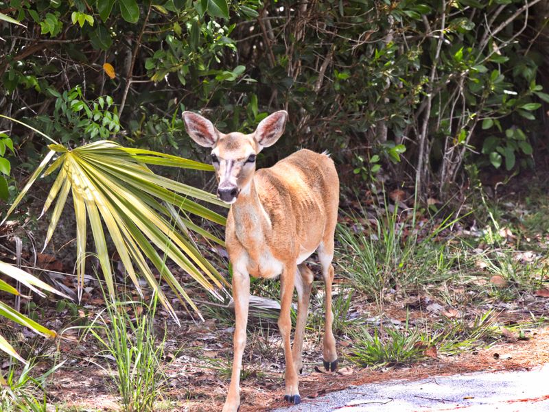 Big Pine Key – Home of Key Deer
