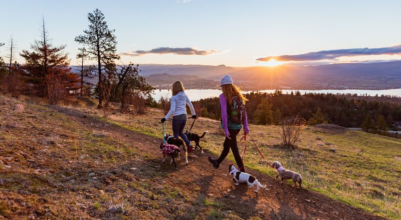 Research Pet-Friendly Activities and Attractions
