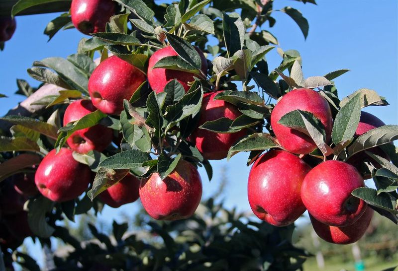 Johnson's Corner Farm — Medford, NJ (South Jersey Favorite)