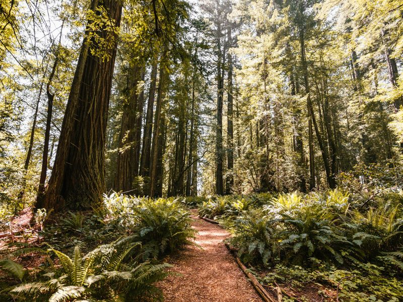 Grove of Old Trees (Sonoma County)