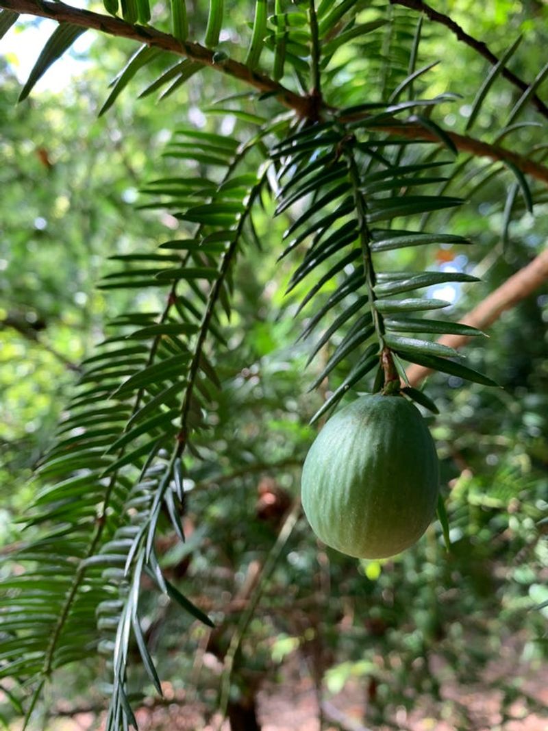 Home of the World's Rarest Conifer Tree