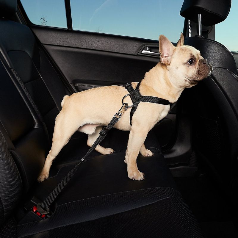 Car Seatbelt Safety Leash