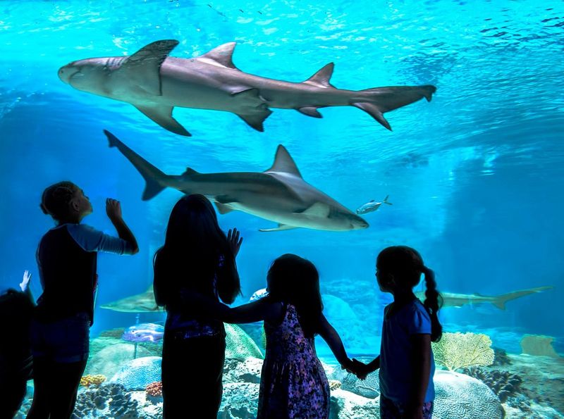OdySea Aquarium (Scottsdale/Arizona Boardwalk)