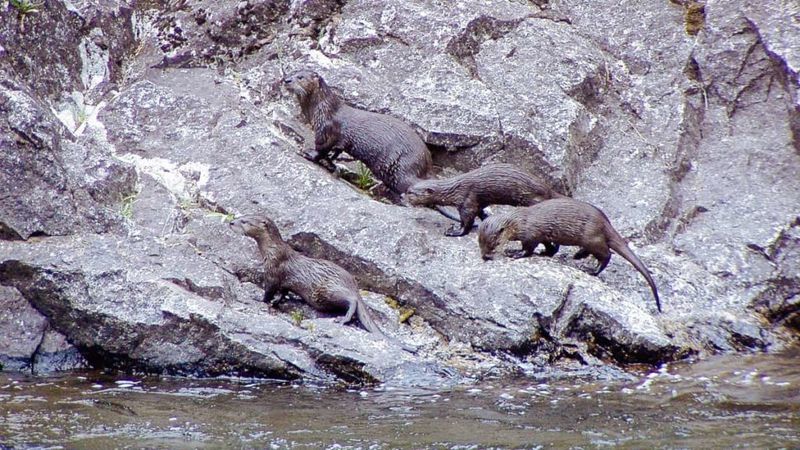 Wildlife Haven in a Wild River