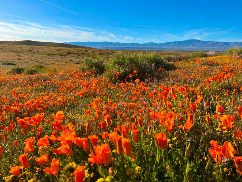 Perfect Timing for Poppy Seekers