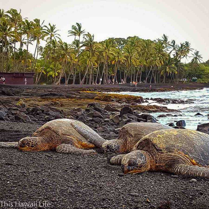 Turtle Paradise