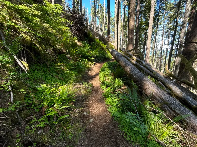 Neahkahnie Mountain North Trail