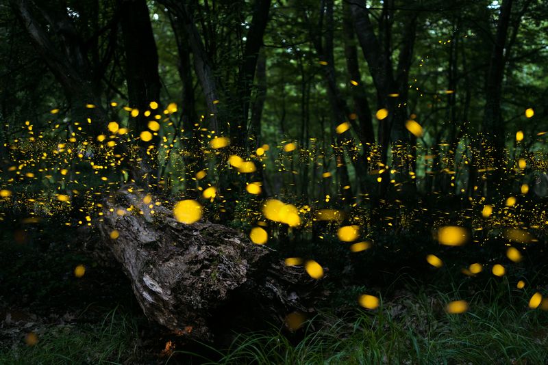 Witness synchronous fireflies in Great Smoky Mountains National Park (TN)
