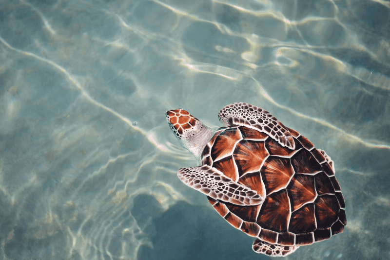 Wildlife Lovers Will Be in Heaven