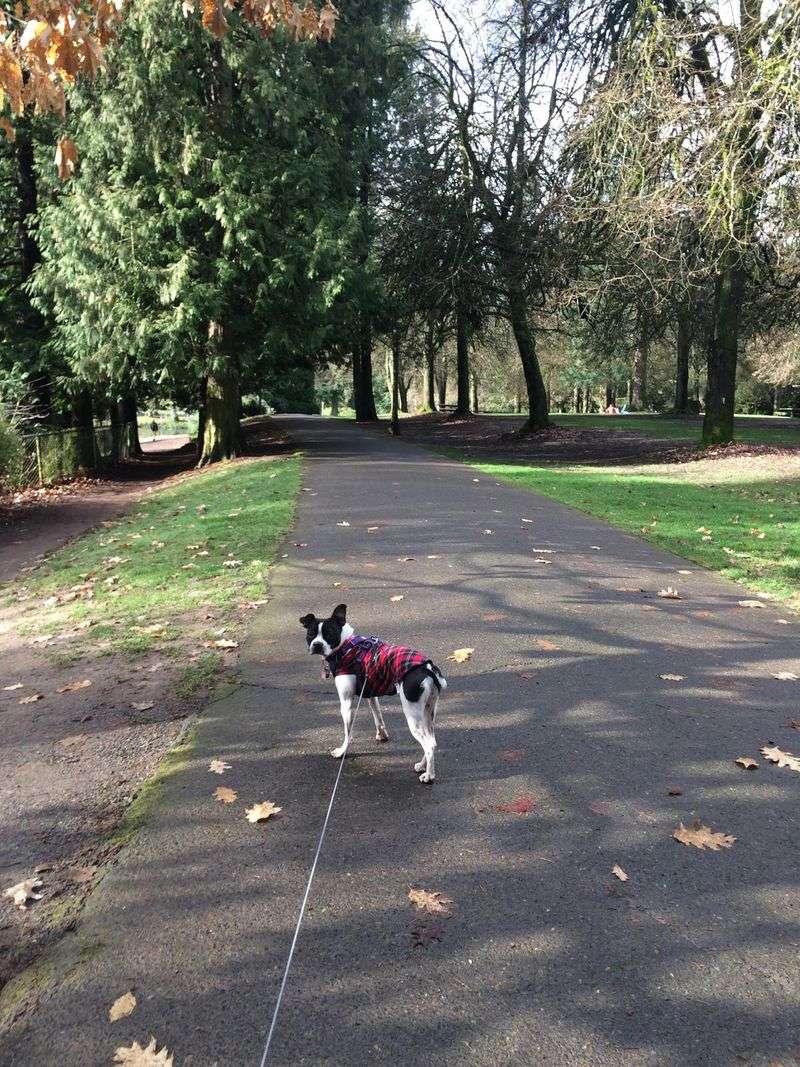 Laurelhurst Park – Open (leashed dogs allowed; unofficial off-leash mornings)