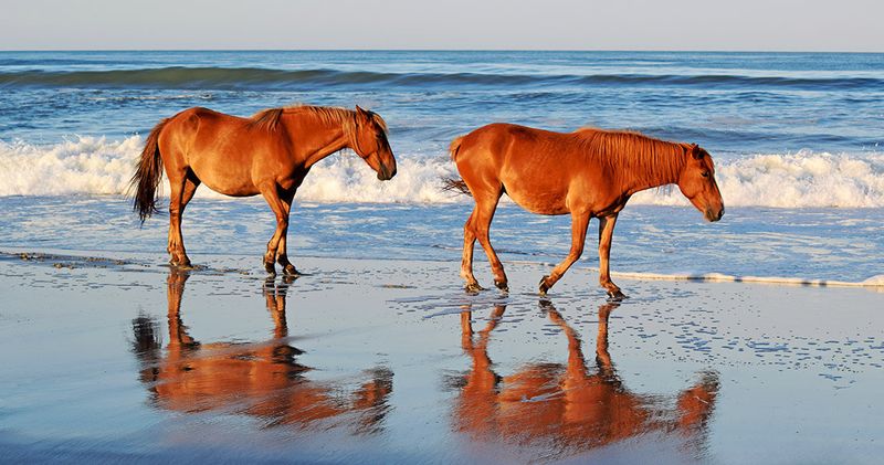 Spanish Mustang Heritage