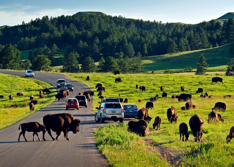 Black Hills, South Dakota (Beyond Mt. Rushmore)