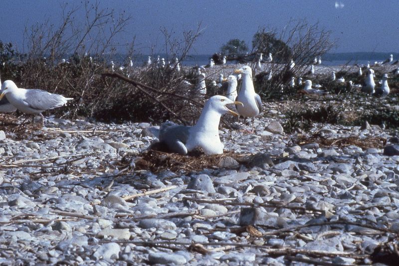 Bellow Island (Gull Island) – Grand Traverse Bay