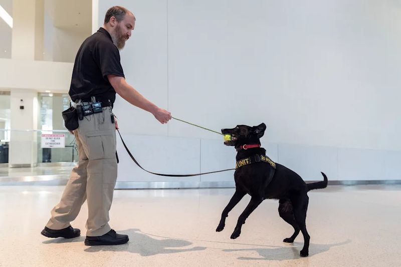 Passenger Confidence Gets a Furry Boost