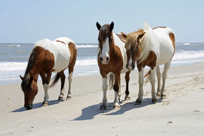 Chincoteague, Virginia (for Assateague Island)