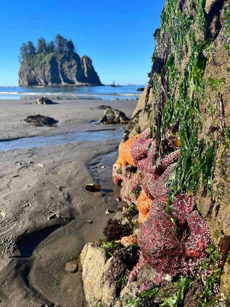 Second Beach, Washington