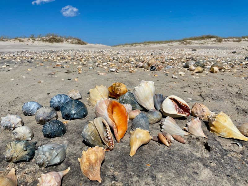 Shelling Paradise: Uncovering Treasures Along 16 Miles of Pristine Beach